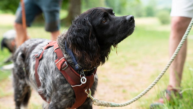 Black-and-white dog wearing a red harness on a lead, standing outdoors in a grassy park with people nearby.